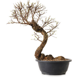 Ulmus parvifolia Nire, 38 cm, ± 12 years old