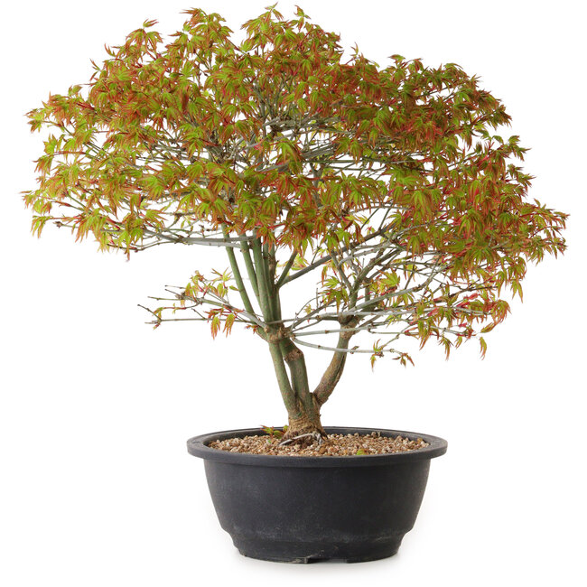 Acer palmatum Kiyohime, 29 cm, ± 8 ans