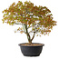 Acer palmatum Kiyohime, 29 cm, ± 8 años