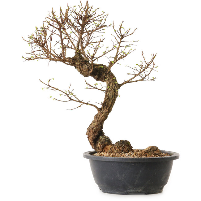 Ulmus parvifolia Nire, 38 cm, ± 12 years old
