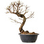 Ulmus parvifolia Nire, 38 cm, ± 12 jaar oud