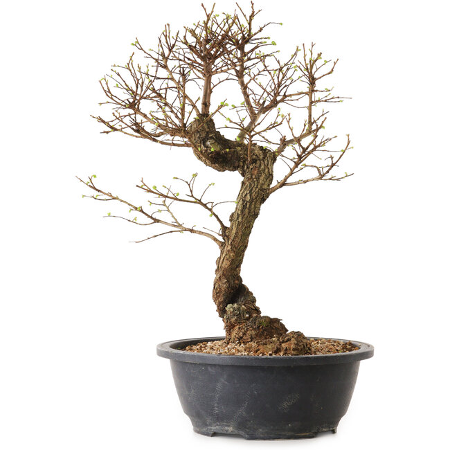 Ulmus parvifolia Nire, 38 cm, ± 12 ans