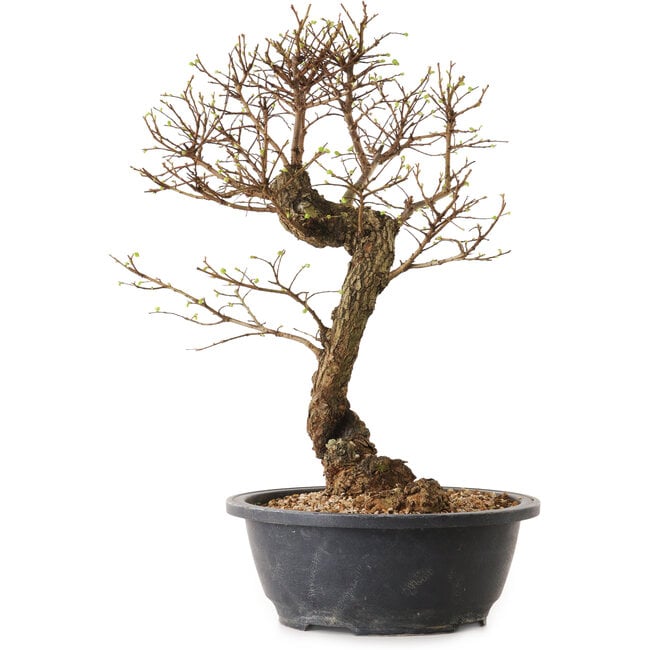 Ulmus parvifolia Nire, 38 cm, ± 12 Jahre alt