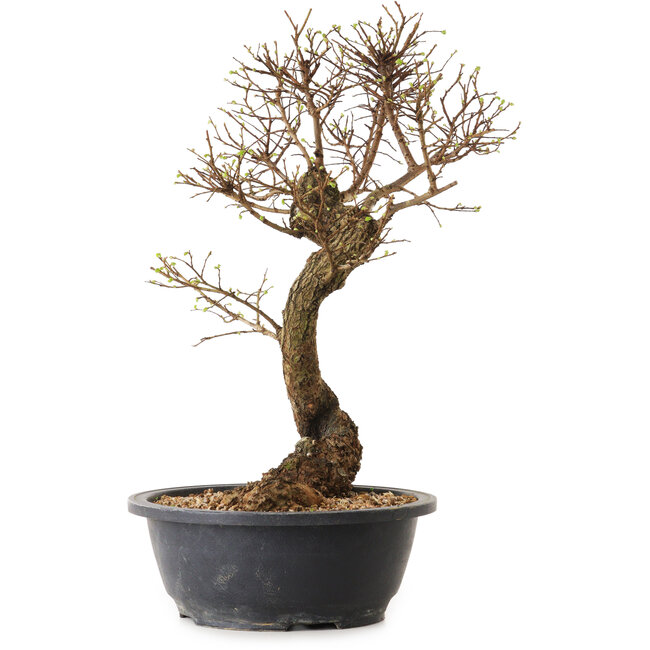 Ulmus parvifolia Nire, 38 cm, ± 12 years old