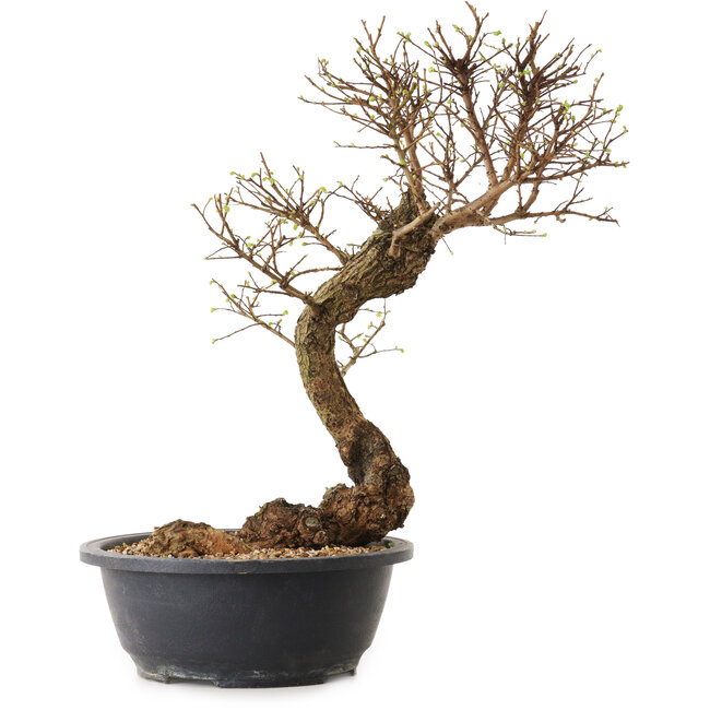 Ulmus parvifolia Nire, 38 cm, ± 12 anni