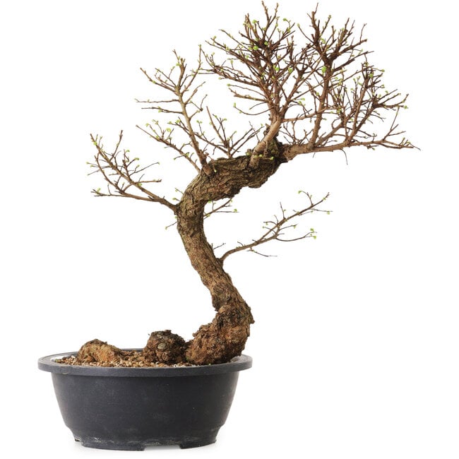 Ulmus parvifolia Nire, 38 cm, ± 12 jaar oud