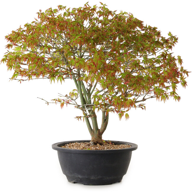 Acer palmatum Kiyohime, 29 cm, ± 8 years old