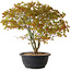 Acer palmatum Kiyohime, 29 cm, ± 8 Jahre alt