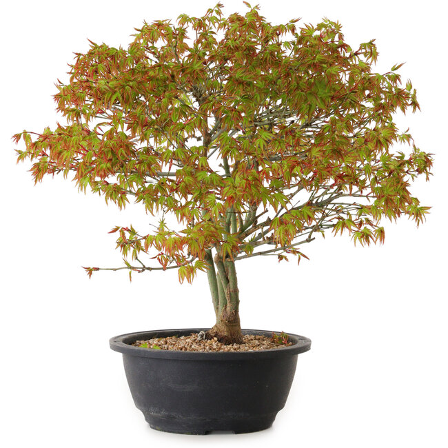 Acer palmatum Kiyohime, 29 cm, ± 8 años