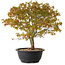 Acer palmatum Kiyohime, 29 cm, ± 8 anni