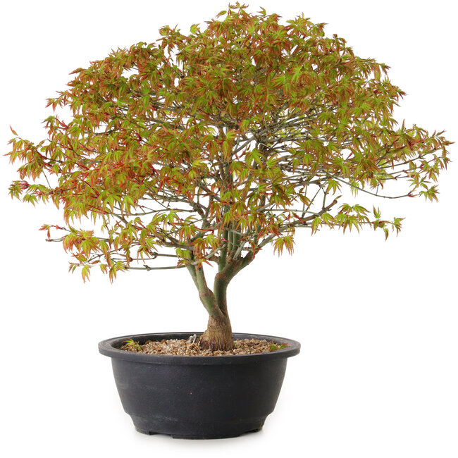 Acer palmatum Kiyohime, 29 cm, ± 8 anni