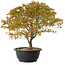 Acer palmatum Kiyohime, 29 cm, ± 8 años