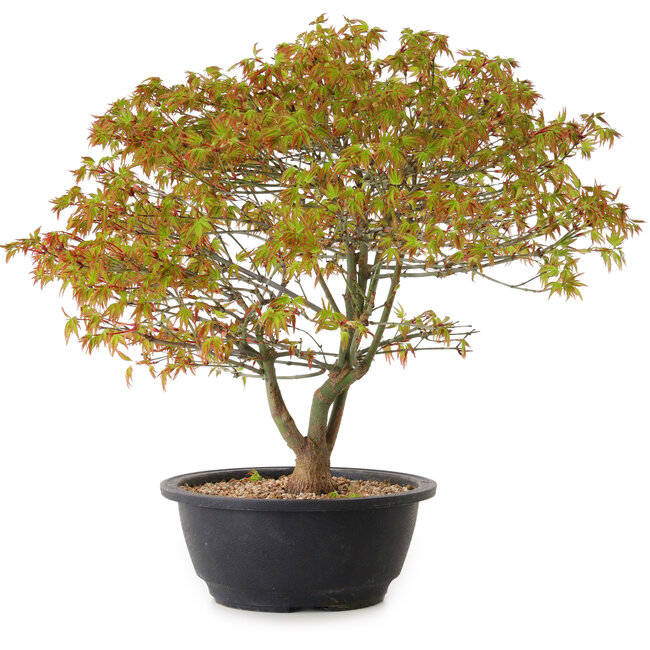 Acer palmatum Kiyohime, 29 cm, ± 8 anni