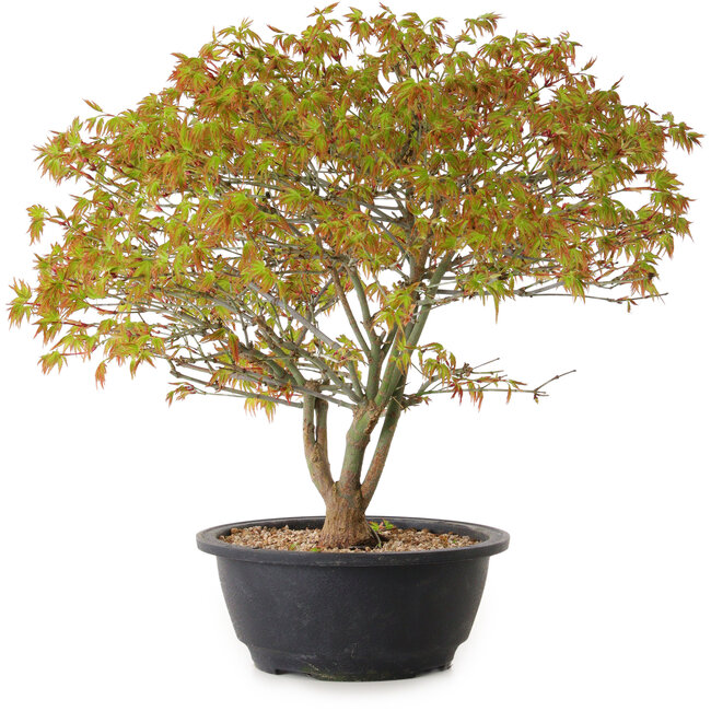 Acer palmatum Kiyohime, 29 cm, ± 8 Jahre alt
