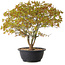 Acer palmatum Kiyohime, 29 cm, ± 8 Jahre alt