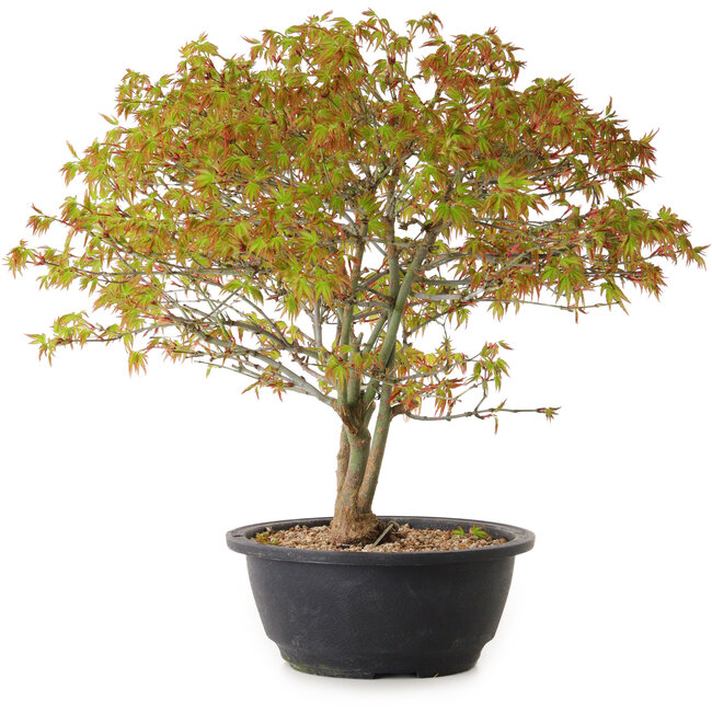Acer palmatum Kiyohime, 29 cm, ± 8 Jahre alt