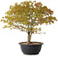 Acer palmatum Kiyohime, 29 cm, ± 8 years old