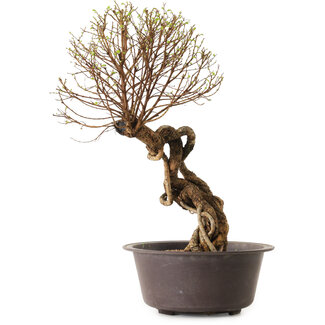 Ulmus parvifolia Nire, 48 cm, ± 12 anni
