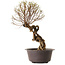 Ulmus parvifolia Nire, 48 cm, ± 12 anni
