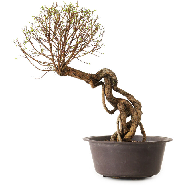 Ulmus parvifolia Nire, 48 cm, ± 12 anni