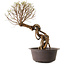 Ulmus parvifolia Nire, 48 cm, ± 12 anni