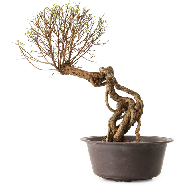 Ulmus parvifolia Nire, 48 cm, ± 12 anni