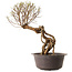 Ulmus parvifolia Nire, 48 cm, ± 12 anni