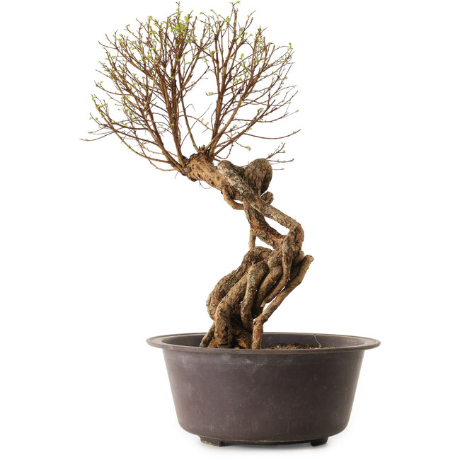 Ulmus parvifolia Nire, 48 cm, ± 12 jaar oud