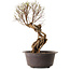 Ulmus parvifolia Nire, 48 cm, ± 12 anni