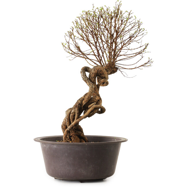 Ulmus parvifolia Nire, 48 cm, ± 12 anni