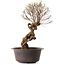 Ulmus parvifolia Nire, 48 cm, ± 12 jaar oud