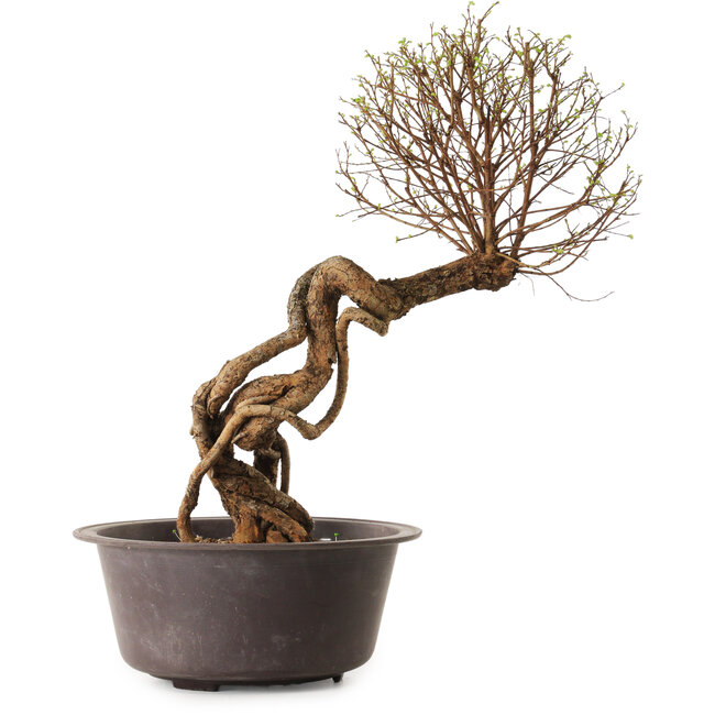 Ulmus parvifolia Nire, 48 cm, ± 12 anni