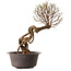 Ulmus parvifolia Nire, 48 cm, ± 12 anni
