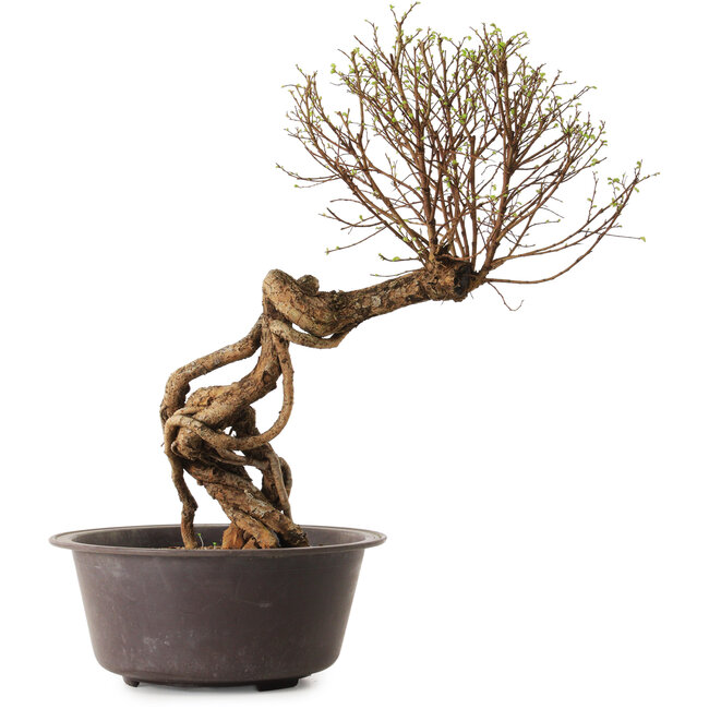Ulmus parvifolia Nire, 48 cm, ± 12 anni