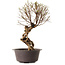 Ulmus parvifolia Nire, 48 cm, ± 12 anni