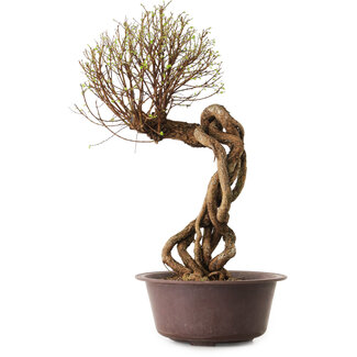 Ulmus parvifolia Nire, 48 cm, ± 12 anni