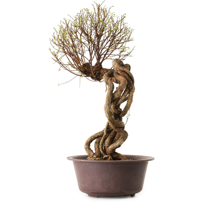 Ulmus parvifolia Nire, 48 cm, ± 12 años