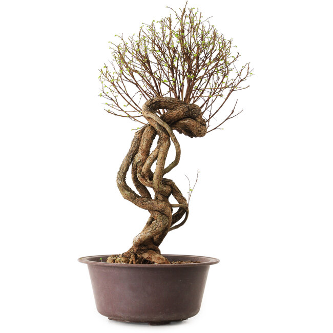 Ulmus parvifolia Nire, 48 cm, ± 12 Jahre alt