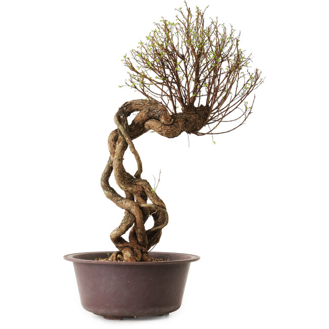 Ulmus parvifolia Nire, 48 cm, ± 12 years old