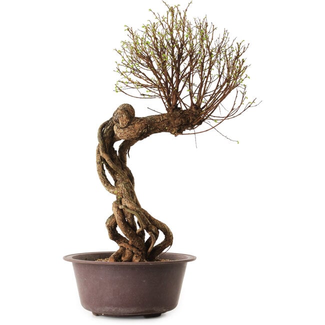 Ulmus parvifolia Nire, 48 cm, ± 12 ans