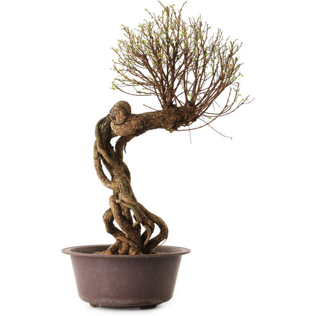 Ulmus parvifolia Nire, 48 cm, ± 12 jaar oud