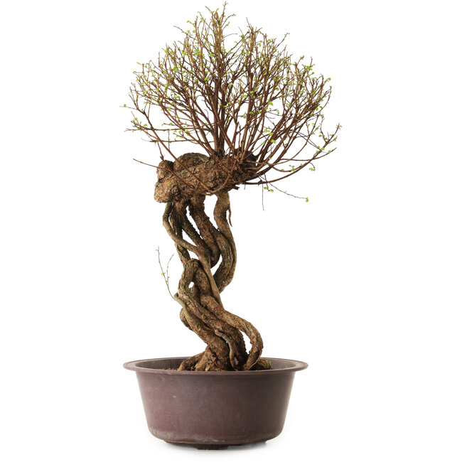 Ulmus parvifolia Nire, 48 cm, ± 12 anni