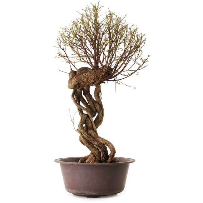 Ulmus parvifolia Nire, 48 cm, ± 12 jaar oud