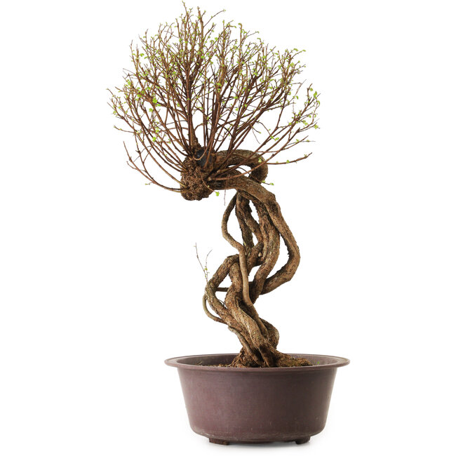 Ulmus parvifolia Nire, 48 cm, ± 12 años