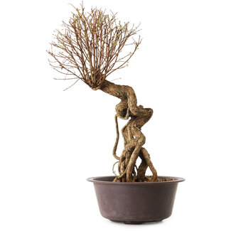 Ulmus parvifolia Nire, 48 cm, ± 12 Jahre alt