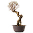 Ulmus parvifolia Nire, 48 cm, ± 12 years old