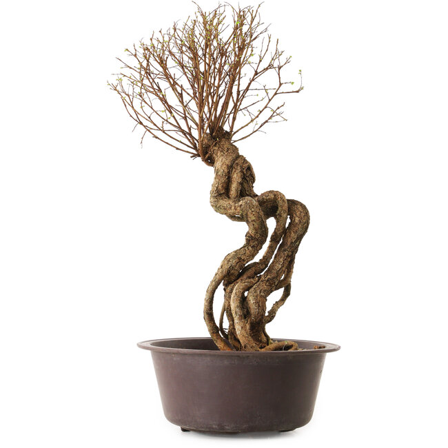 Ulmus parvifolia Nire, 48 cm, ± 12 anni