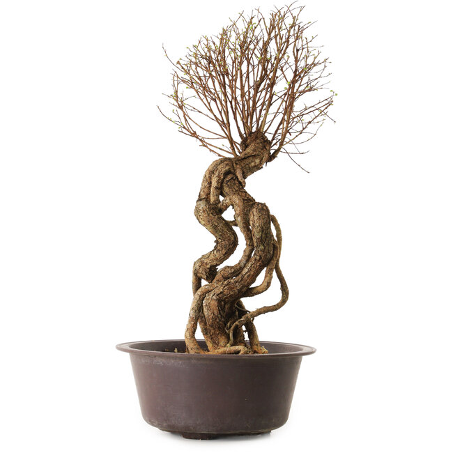 Ulmus parvifolia Nire, 48 cm, ± 12 años