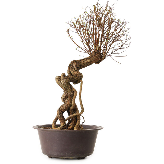 Ulmus parvifolia Nire, 48 cm, ± 12 años