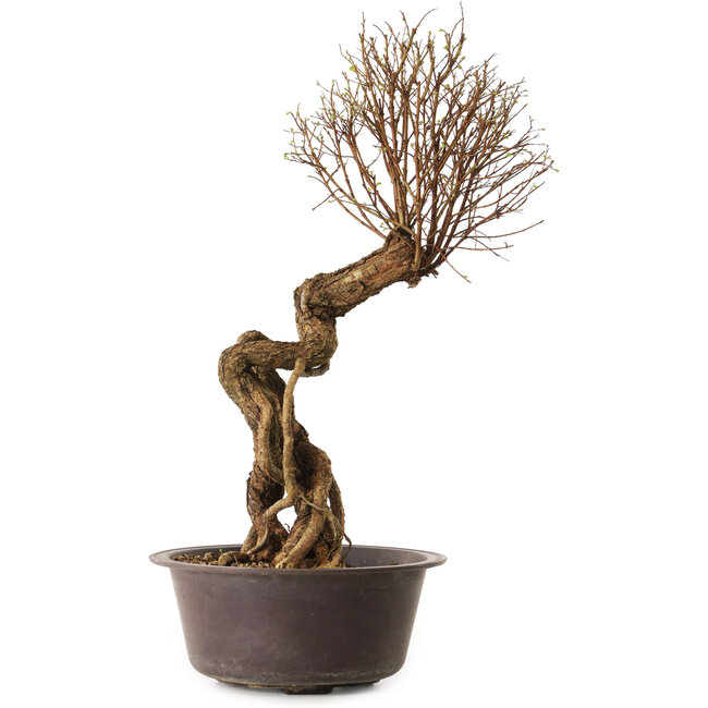 Ulmus parvifolia Nire, 48 cm, ± 12 Jahre alt